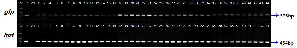 갈대 (Phragmitescommunis)의 건조스트레스 유도성 rab21프로모터 도입 형질전환 식물체의 PCR 분석을 통한 유전자 도입 확인 (M:1kbDNA marker,P:plasmidpHC10,C:non-transgeniccontrol)