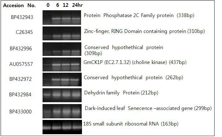 건조 스트레스 조건에서 선발 유전자의 발현양상 1차 RT-PCR확인