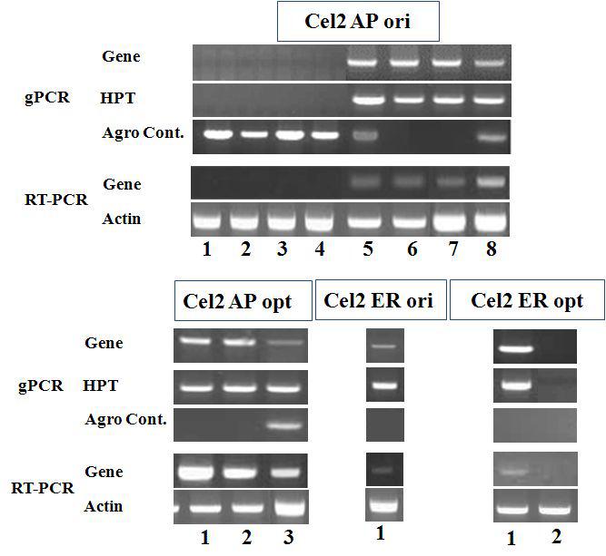 Exo-glucanase(cel2)유전자가 도입된 형질전환체 분석