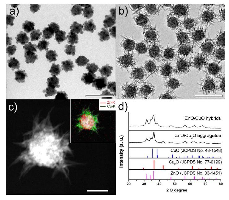 TEM images of (a) ZnO/Cu2O core-shell hetero-aggregates and (b) ZnO/CuO core-branch hybrid nanoparticles. (c) HAADF-STEM image and (inset) elemental mapping of Zn (red) and Cu (green) for a single ZnO/CuO core-branch particle. (d) XRD spectra of ZnO/Cu2O and ZnO/CuO hybrid structures. The bars represent (a,b) 200 nm and (c) 50 nm.