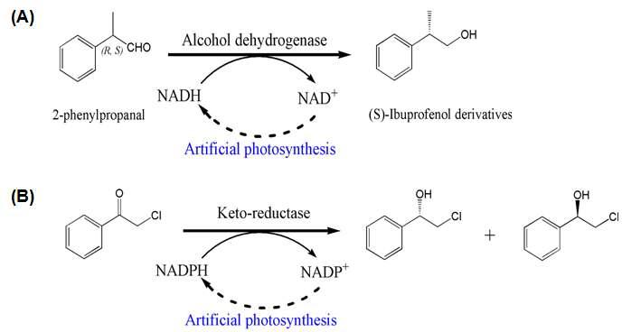 Synthesis of optical isomers (A: (S)-Ibuprofenol derivatives, B: 2-chloro-1-phenylethanol) as medical chemical’s precursor by oxidoreductase (A: ADH, B: KRD) reaction coupled with artificial photosynthesis.