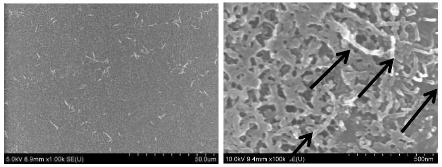 SEM images of dispersion state of CNT in polymer matrix