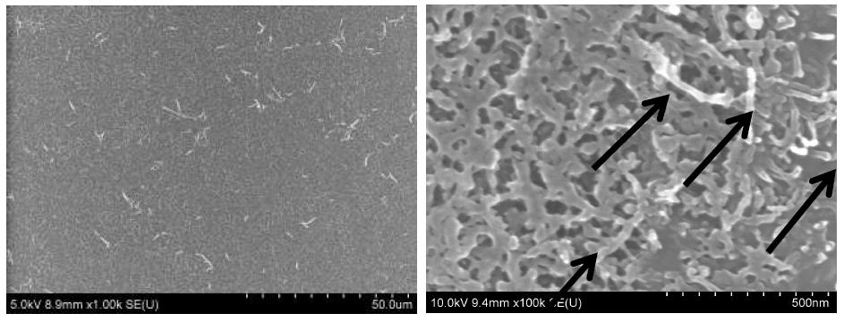 고분자 기지 내에 균질복합화 되어있는 CNT의 SEM 사진