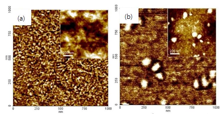 AFM phase images of polymer:PCBM films a) P4H:PC61BM (1:3 w/w) film. b) PFODBT:PC61BM (1:4 w/w) film. The insets show AFM topology images