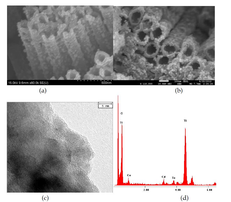 Hydrothermally growth of CdTe quantum dots on TiO2 nanotube surface Cd(NO3)2 an Te powder (a) in water solution (b) in hydrazine solution (c) TEM image and (d) EDS spectrum of (b)