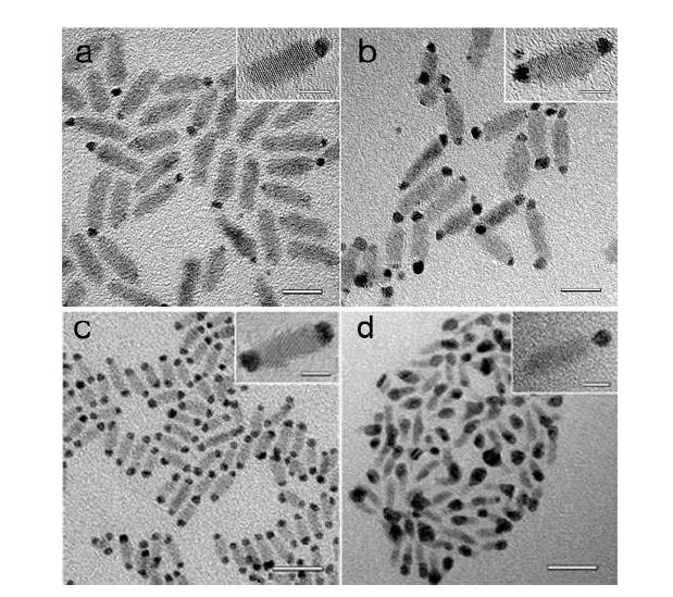 TEM images of one-tipped a) and two-tipped b) Pt attached Cdse nanorods and Two-tipped c) and one-tipped d) Au attached CdSe nanorods. Inset includes TEM images of a single particle. The scale bars represent 20nm for (a,b), 10nm for (c, d) and 5nm for Inset image(a, b, c, d).