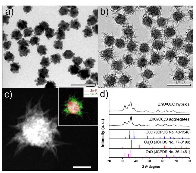 TEM images of (a) ZnO/Cu2O core-shell hetero-aggregates and (b) ZnO/CuO core-branch hybrid nanoparticles. (c) HAADF-STEM image and (inset) elemental mapping of Zn (red) and Cu (green) for a single ZnO/CuO core-branch particle. (d) XRD spectra of ZnO/Cu2O and ZnO/CuO hybrid structures. The bars represent (a,b) 200 nm and (c) 50 nm