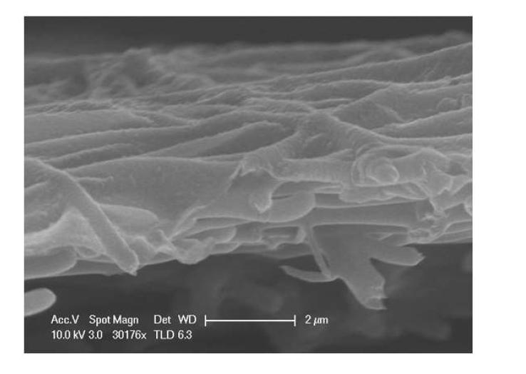 A SEM image of interfacial polymerized PEI thin layer (Cross-section view).