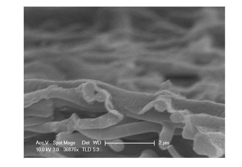 A SEM image of interfacial polymerized PEI thin layer - 2 (Cross-section view)