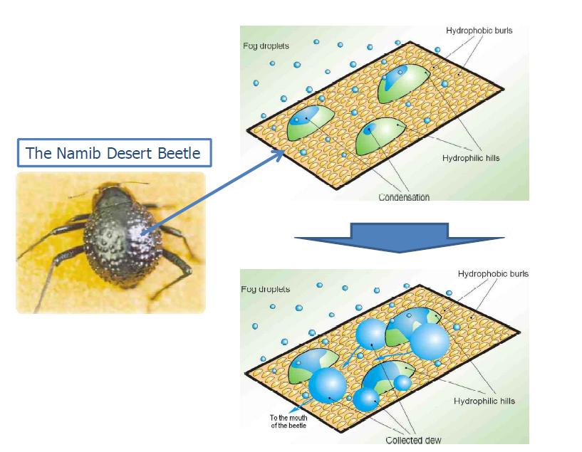 Water collection of the Namib Desert beetle.