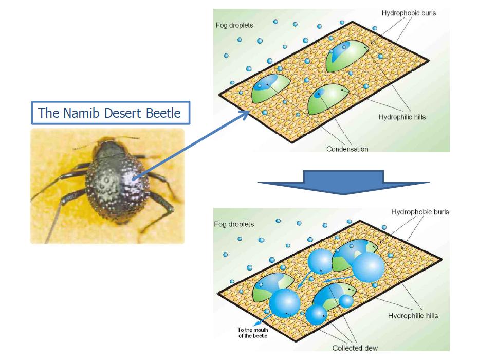나미브 사막 딱정벌레의 수분 포집방법.