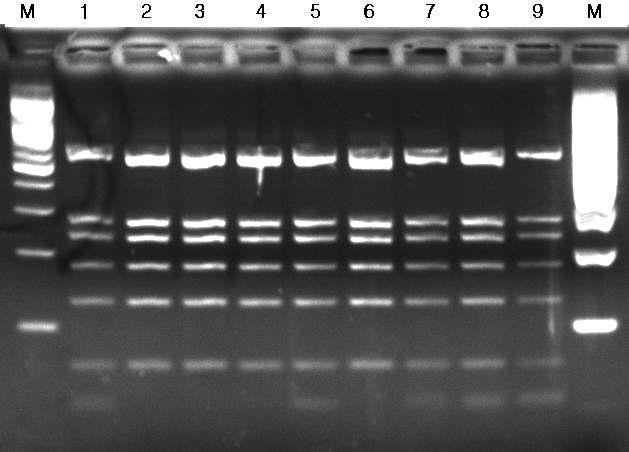 Analysis of amplified ribosomal DNA restriction analysis (ARDRA) patterns of sulfur resistant bacteria isolated from swine intestine. M, 100bp DNA ladder; Lane 1 to 9, strain 1～9