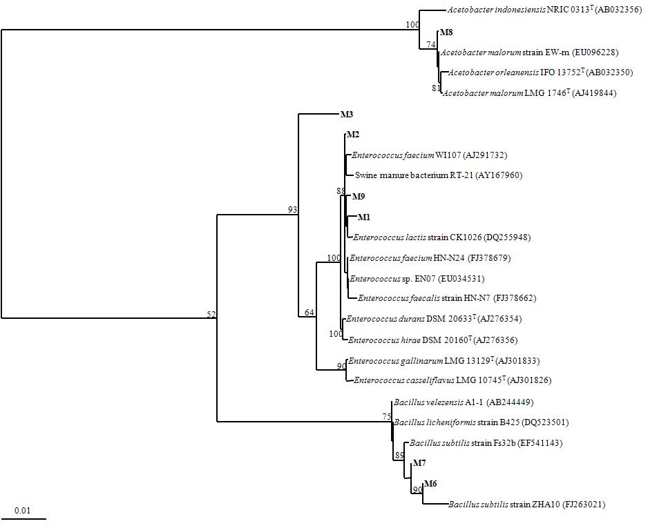 장내 악취저감 유용미생물 Phylogenetic tree.