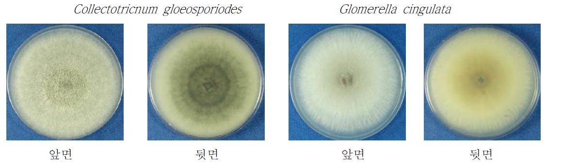 PDA 배지에서 병원균 균사 생장 형태