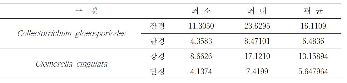 잎마름병에서 분리된 포자의 크기