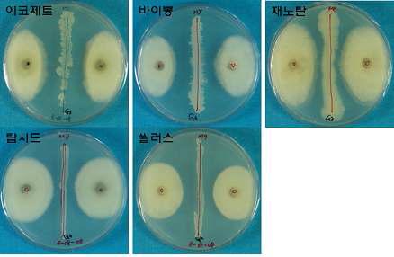 차나무 잎마름병원균에 대한 시판 중인 미생물제제에서 분리한 길항 균주들의 항균활성.