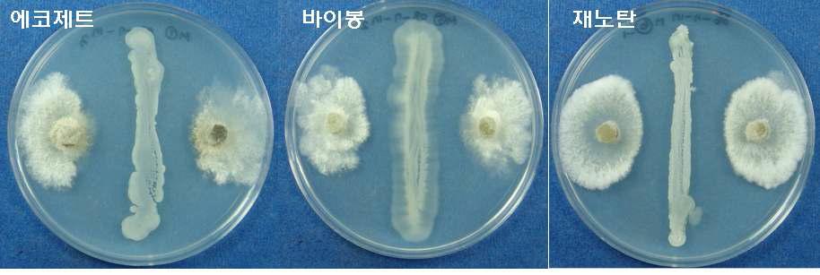 차나무 떡병원균에 대한 시판 중인 미생물제제에서 분리한 길항 균주들의 항균활성