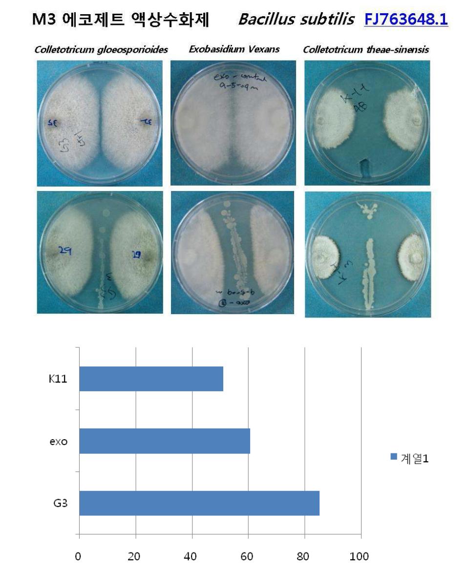 에코제트 액상수화제에서 분리된 길항균주 B. subtilis에 의한 차나무 식물병원균별 항균활성 정도