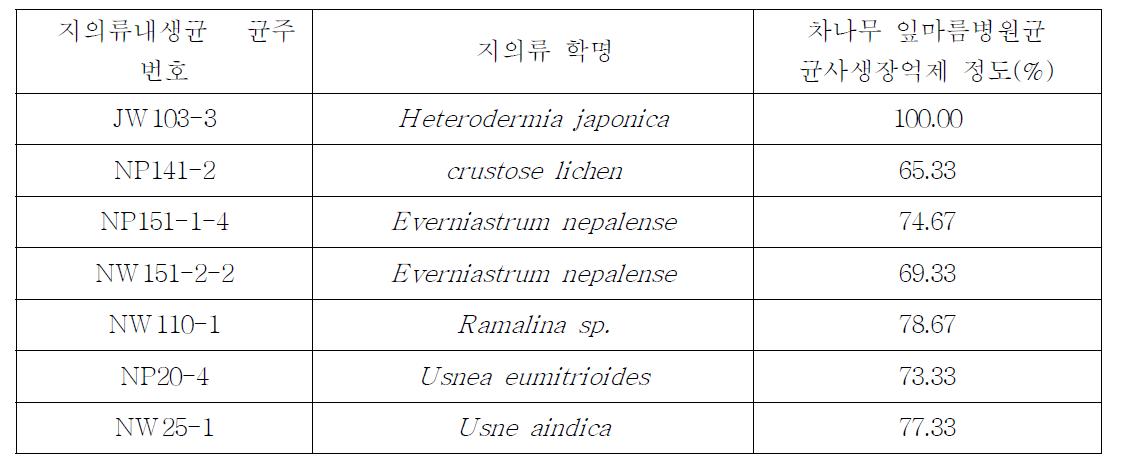 국내외 지의류에서 분리한 지의류내생균의 차나무 잎마름병원균에 대한 항균활성 우수 균주 목록