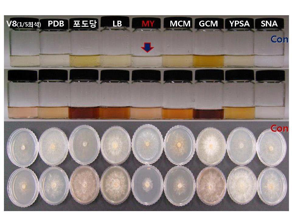 항균활성물질 최적 생산을 위한 다양한 배지 실험 결과