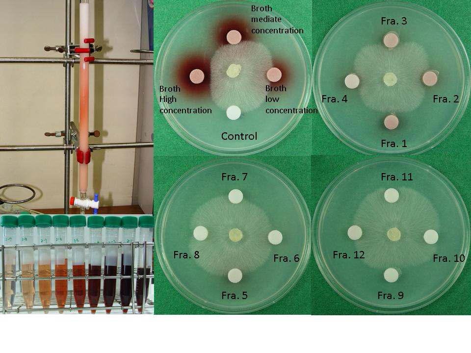 지의류형성곰팡이 NP20-4 배양 여액 분획별 항균활성 정도