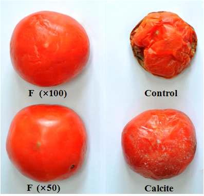 LCH와 calcite 처리 39일 후 토마토의 모양 변화