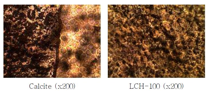 Calcite와 LCH-100 처리된 토마토 표면의 코팅형태