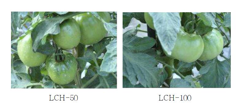 LCH의 희석 배율에 따른 토마토 표면 코팅양상