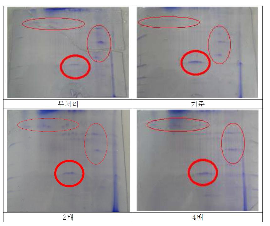 일라이트를 처리량에 따른 고추 잎으로부터 추출한 단백질의 2-D 전기영동pattern