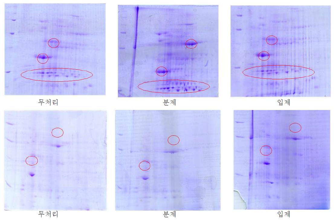 일라이트를 처리한 고추잎으로부터 추출한 단백질의 2-D 전기영동 pattern