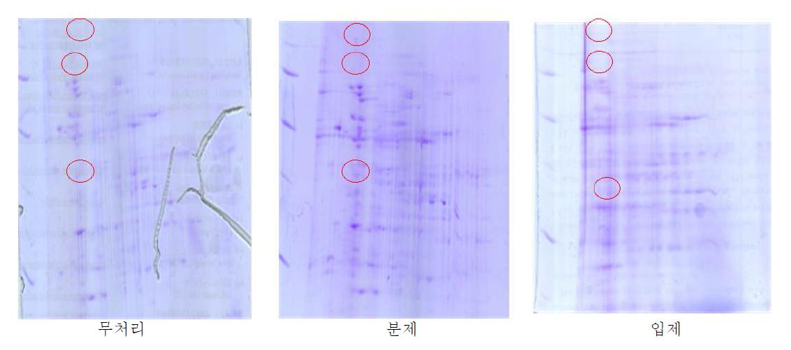 일라이트를 처리한 고추 줄기로부터 추출한 단백질의 2-D 전기영동 pattern