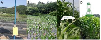 Landscape of the Gelatin film (10% Glycerin) coated slideglass trap for the trapping of dissemination spore (A) and the pheromone traps for Oriental corn borer (Wing type (C) and Rice armyworm (Corn type (D)).