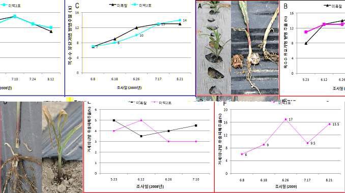 Symptoms (A, D) and average percentage of damaged plant caused by Seed rot disease (2008 (B), 2009 (C)) and Black cutworm (2008 (E), 2009 (F)) at seedling stage of sweet corn.