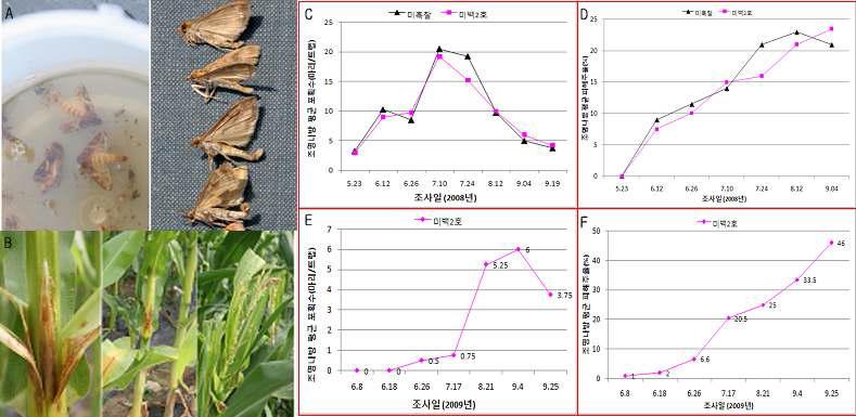 Survey of the occurrence density of adult of Oriental corn bore (A, 2008 (C), 2009 (E)) with the pheromone traps and the average percentage of damaged plant (B, 2008 (D), 2009 (F)) caused by larva of Oriental corn bore.