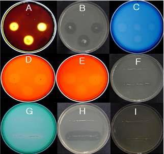 Extracellular hydrolytic enzyme activity assay by agar diffusion method.
