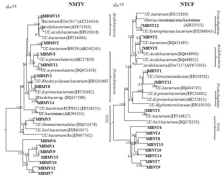 Phylogenetic placement of 16S rDNA sequence from the six libraries of the paddy field in organic farming system (a), and conventional farming system (b).