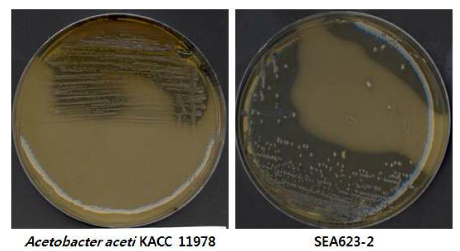 초산균주인 Acetobacter aceti와 감귤자연발효물로부터 분리한 알콜분해균주 SEA623-2