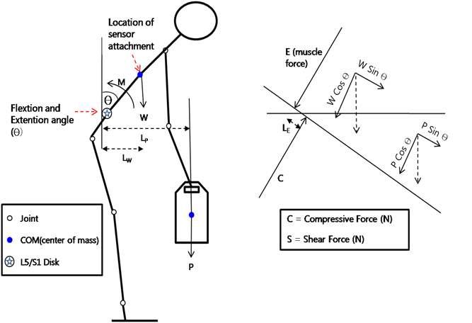 Free-body diagram for calculation of the back load (static state): The force produced by the weight of the upper body