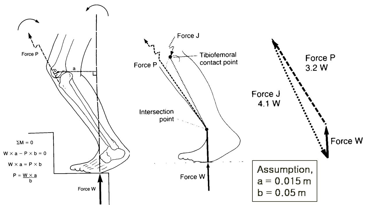 Analysis of static loads on the knee joint(Margareta Nordan & Victor H. Frankel, 2001)