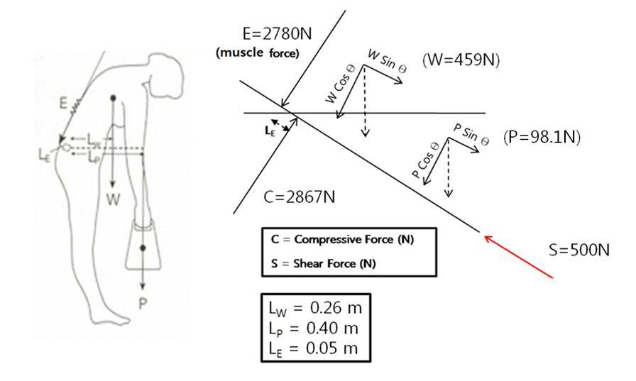 Example of a worker' s back load analysis in static condition in case of 5 kg lifting