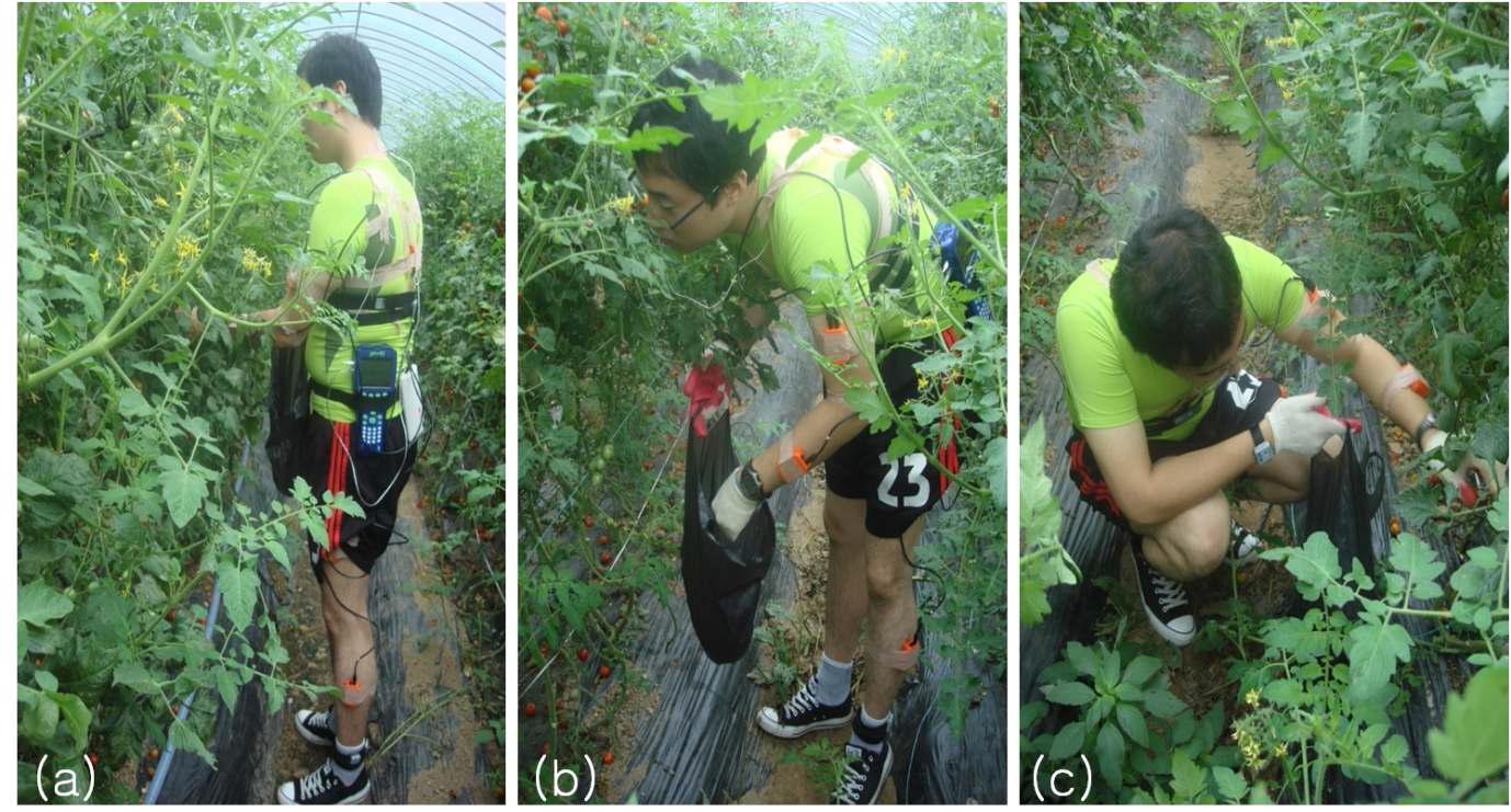 Photo view of cherry tomato harvesting work during 45 minutes: three different postures of trunk flexion(a: stand harvesting, b: stoop harvesting c: squat harvesting)