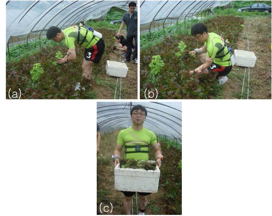 Photo view of lettuce-harvesting work during 32 minutes: three postures of trunk flection(a: stoop harvesting, b: squat harvesting, c: box carrying)