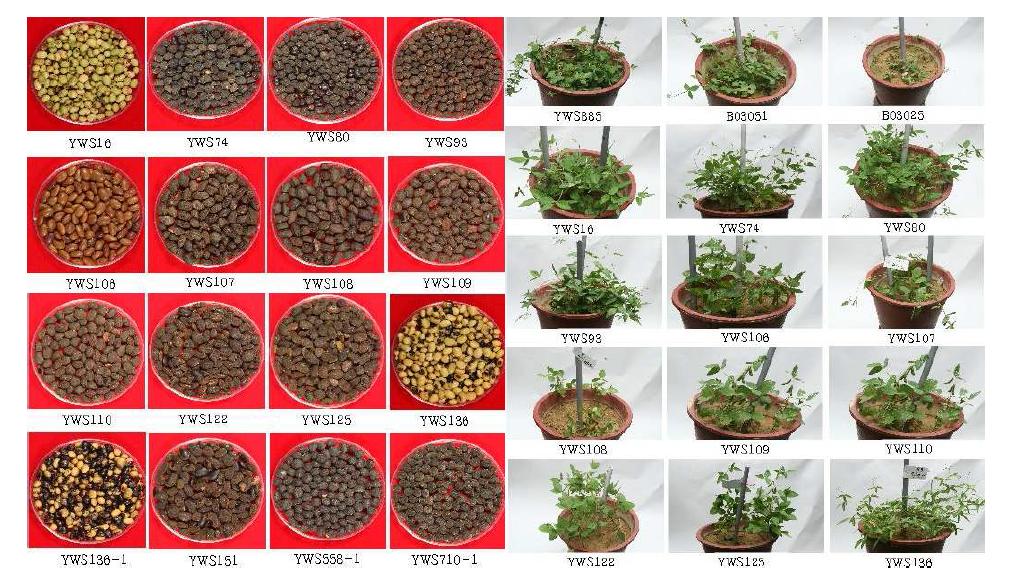 Diverse seed appearance and morphological diversity of the wild soybean lines collected in Korea.