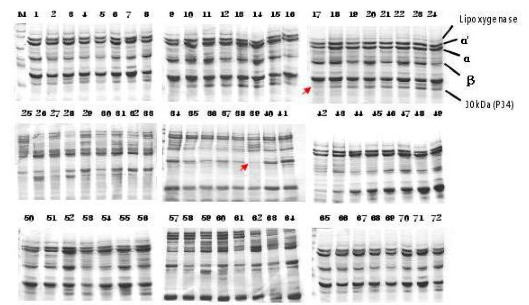 SDS-PAGE profile of total protein extracts in wild soybean collections.