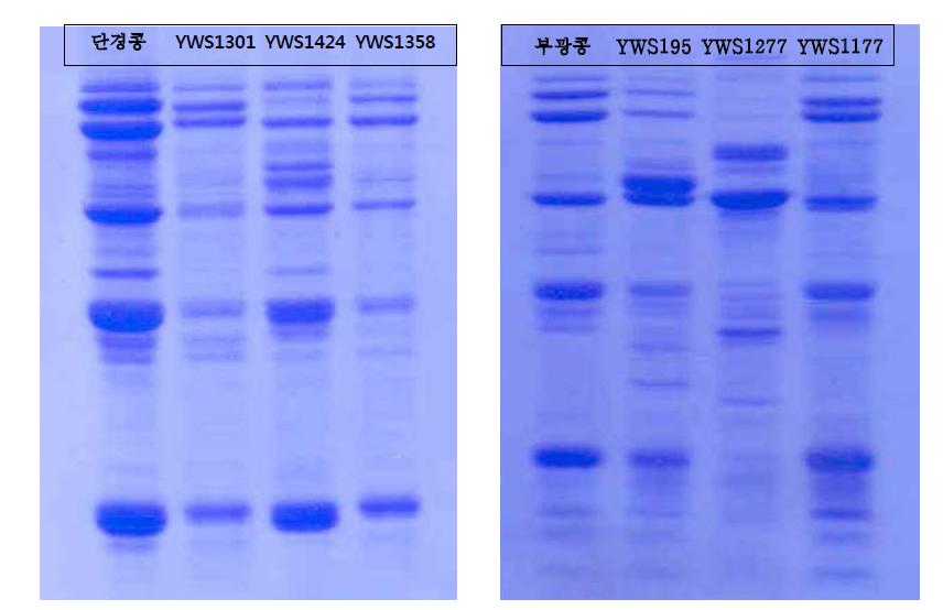 Selected abnormal SDS-PAGE profiles of total protein extracts in wild soybean collections.