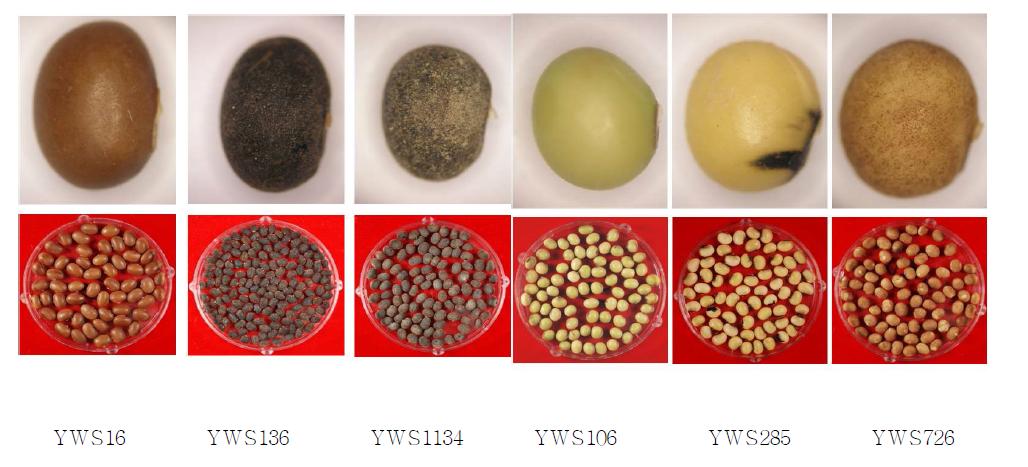 Diverse seed coat color and shapes of collected wild soybean lines.