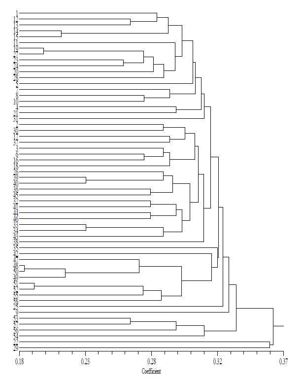 An UPGMA dendrogram of genetic similarity among 58 Korean and introduced G. soja lines based on 10 RAPD primers and 13 SSR primer pairs.