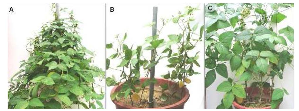 Plant growth habit and morphological features in three types.