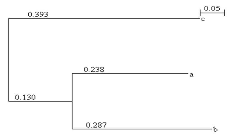 A cluster analysis representing the relationship among 58 accessions of G. soja, semi-wild, and G. max.