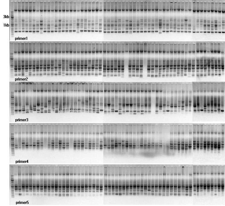 Patterns of random amplified poymorphic DNAs generated from the fifty-seven wild barley accession.